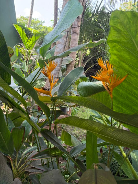 Tropical foliage inspo